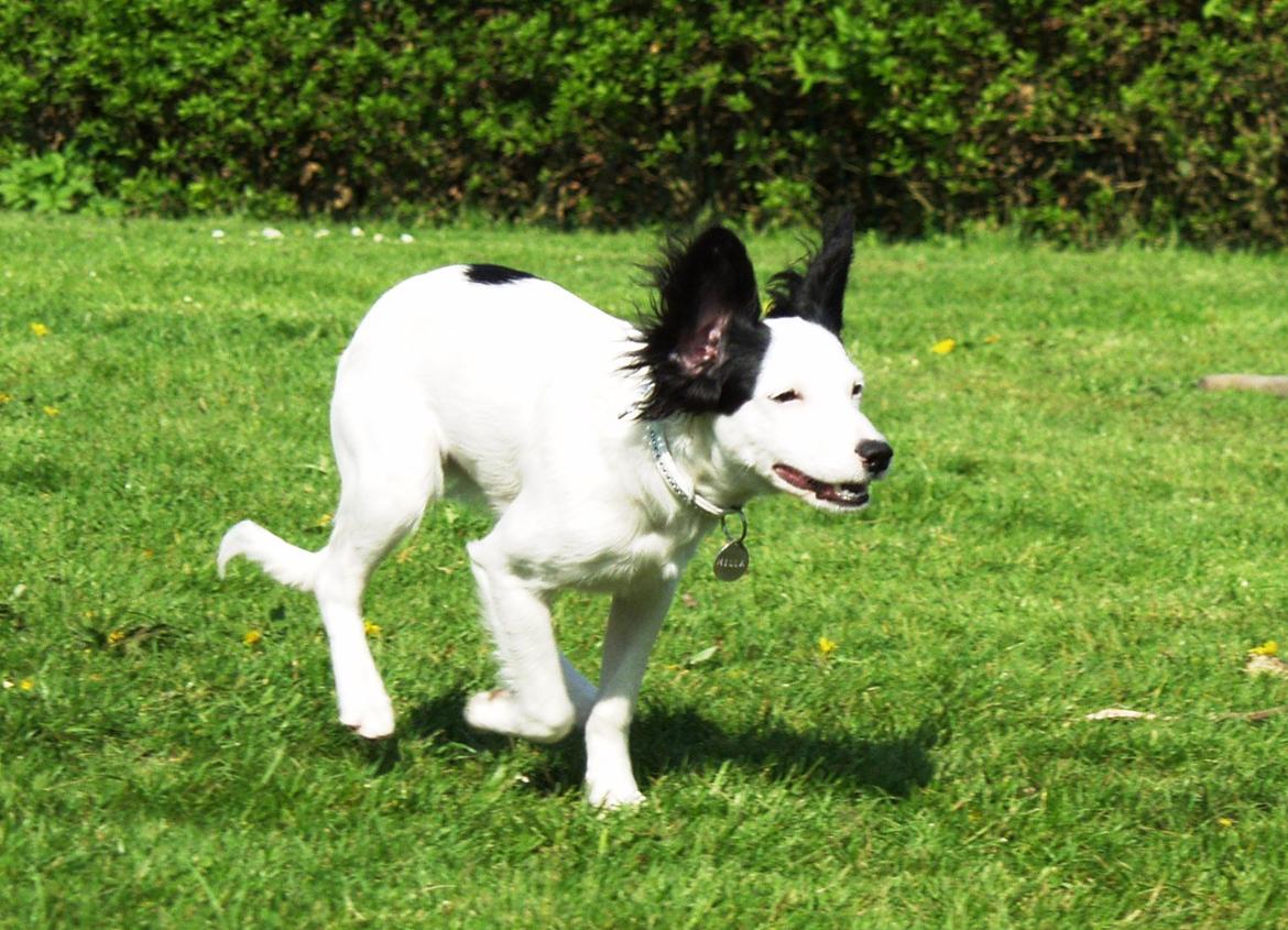 Blanding af racer Milla billede 15