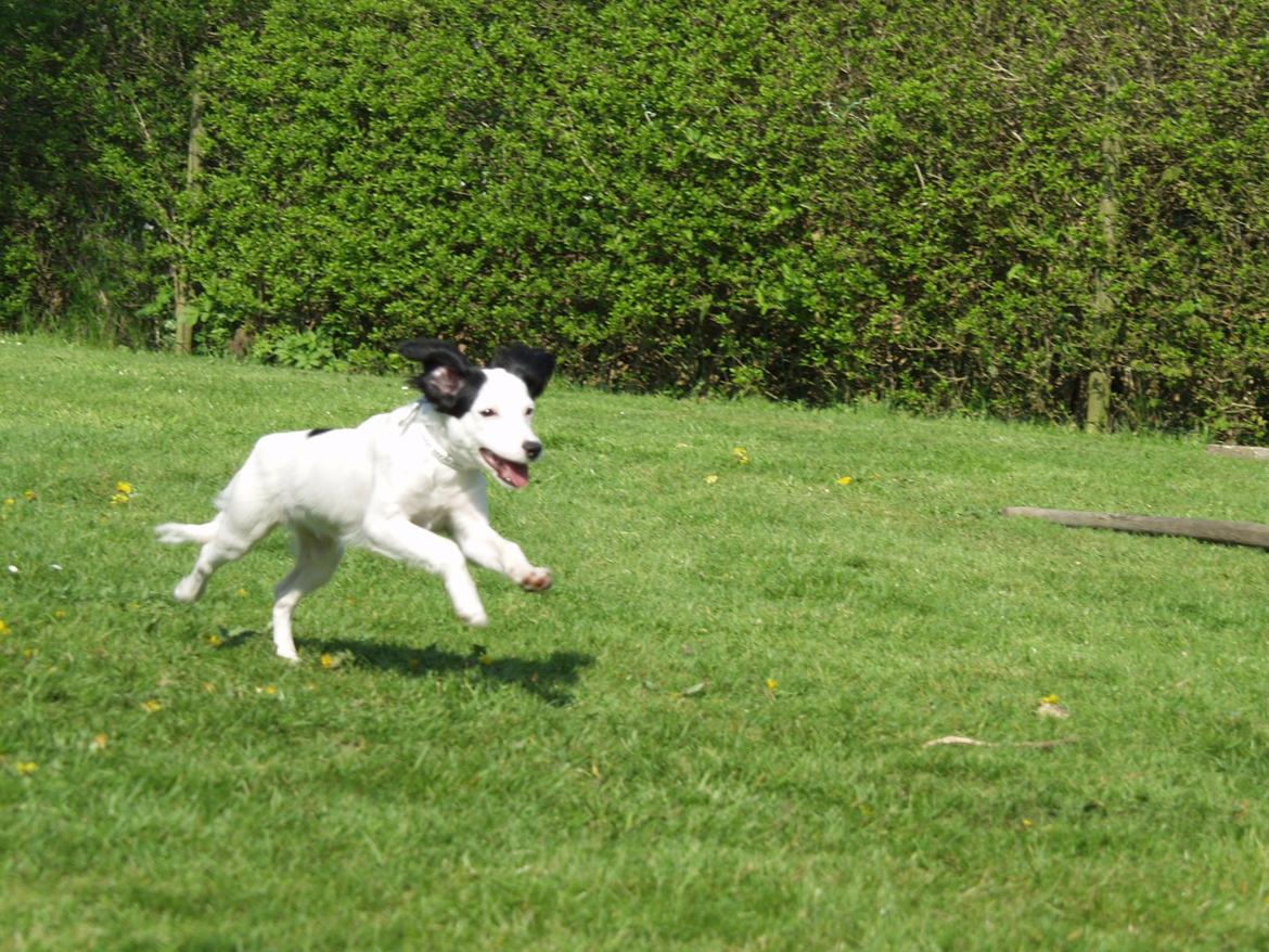 Blanding af racer Milla billede 14