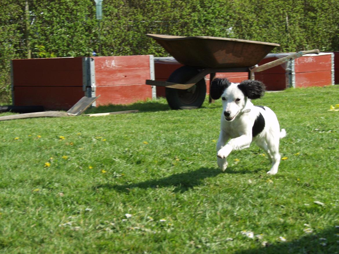 Blanding af racer Milla billede 3