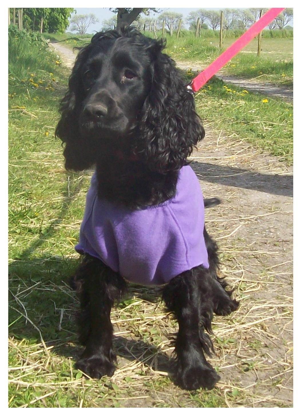 Cocker spaniel Rosa - Smukke sjove Rosa billede 1