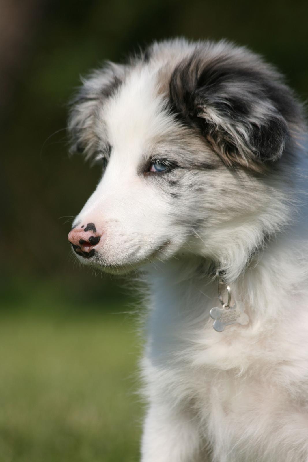 Border collie Kojimas Jitterbug Jinx billede 1