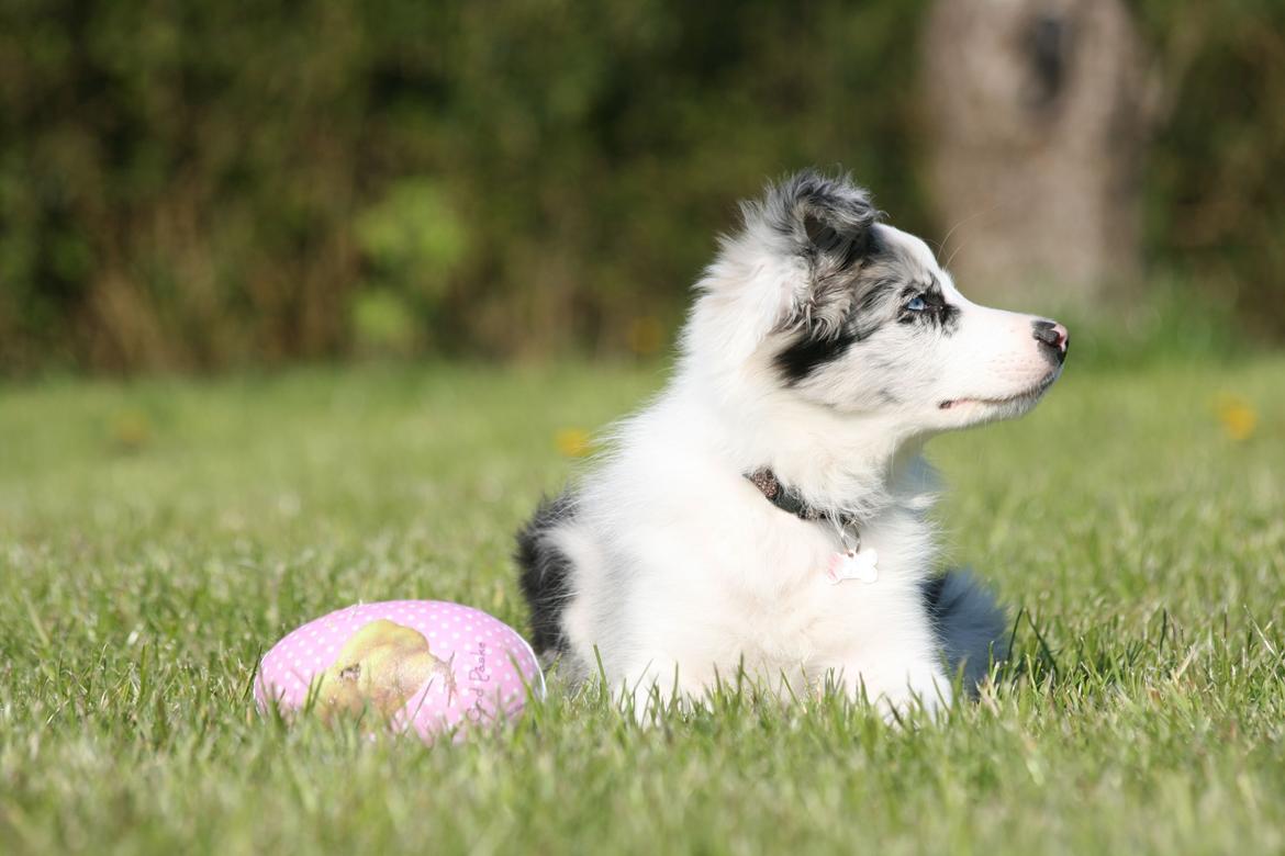 Border collie Kojimas Jitterbug Jinx billede 2