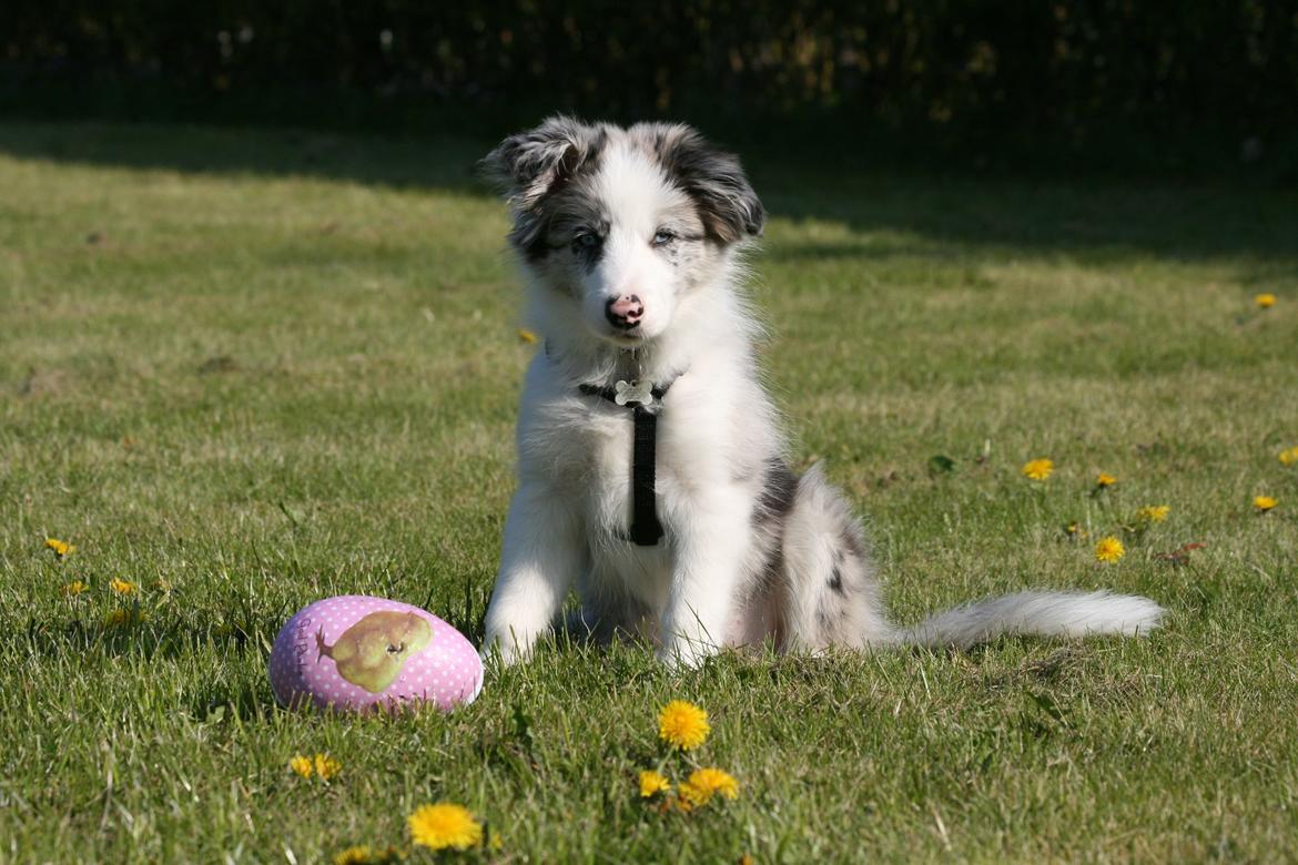 Border collie Kojimas Jitterbug Jinx billede 3
