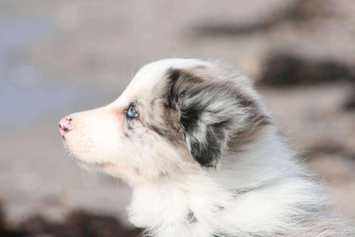 Border collie Kojimas Jitterbug Jinx billede 4