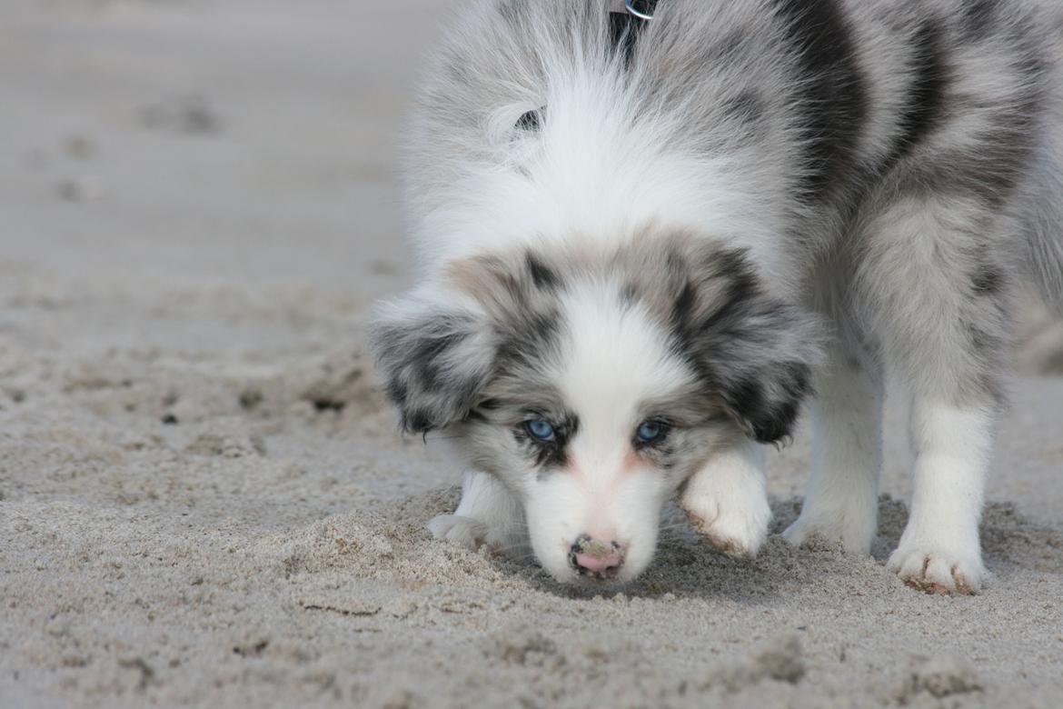 Border collie Kojimas Jitterbug Jinx billede 5