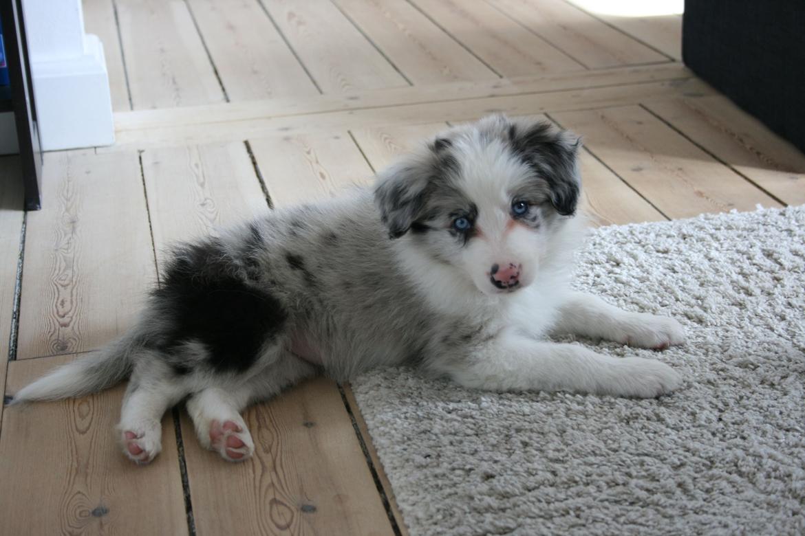 Border collie Kojimas Jitterbug Jinx billede 8