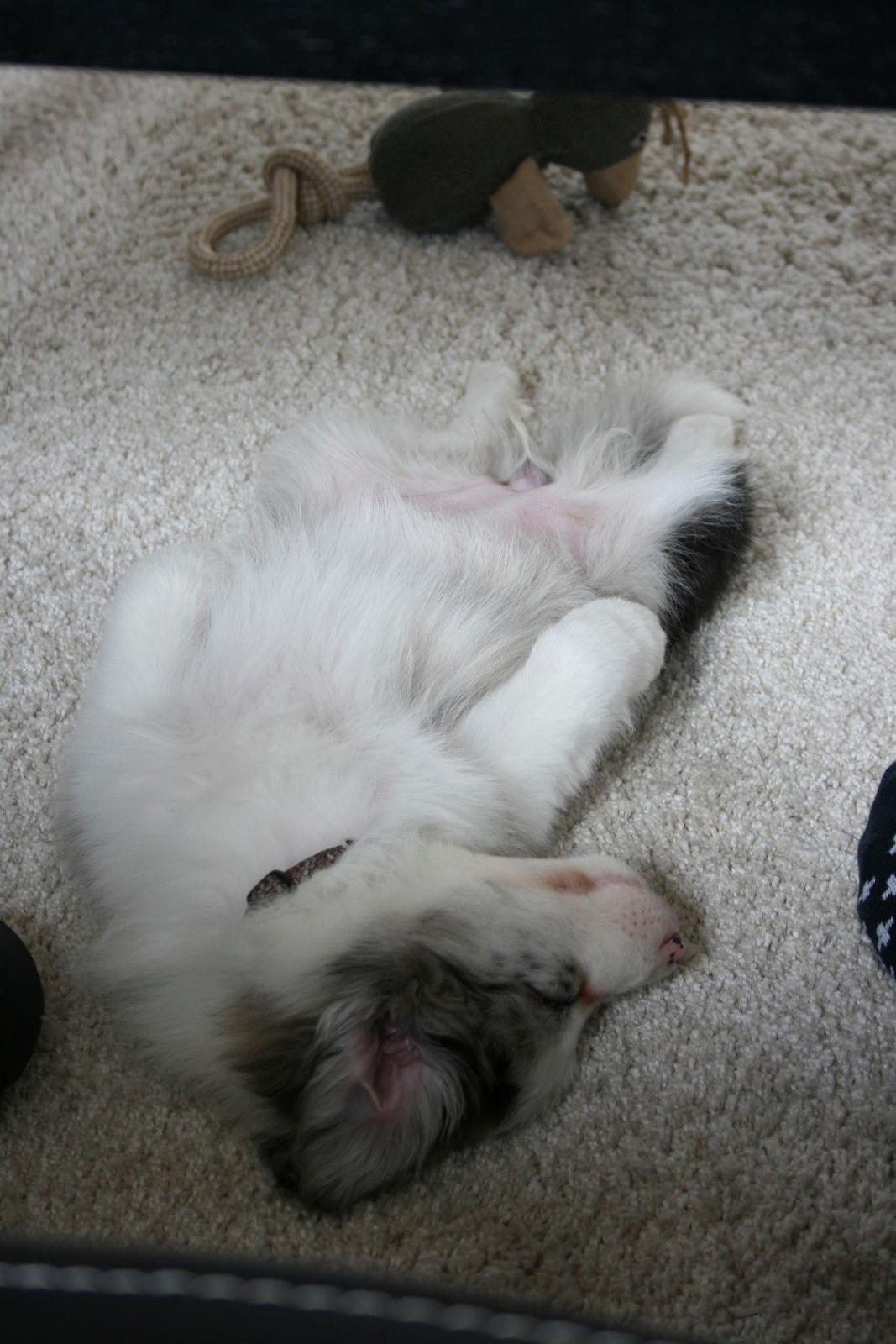 Border collie Kojimas Jitterbug Jinx billede 7