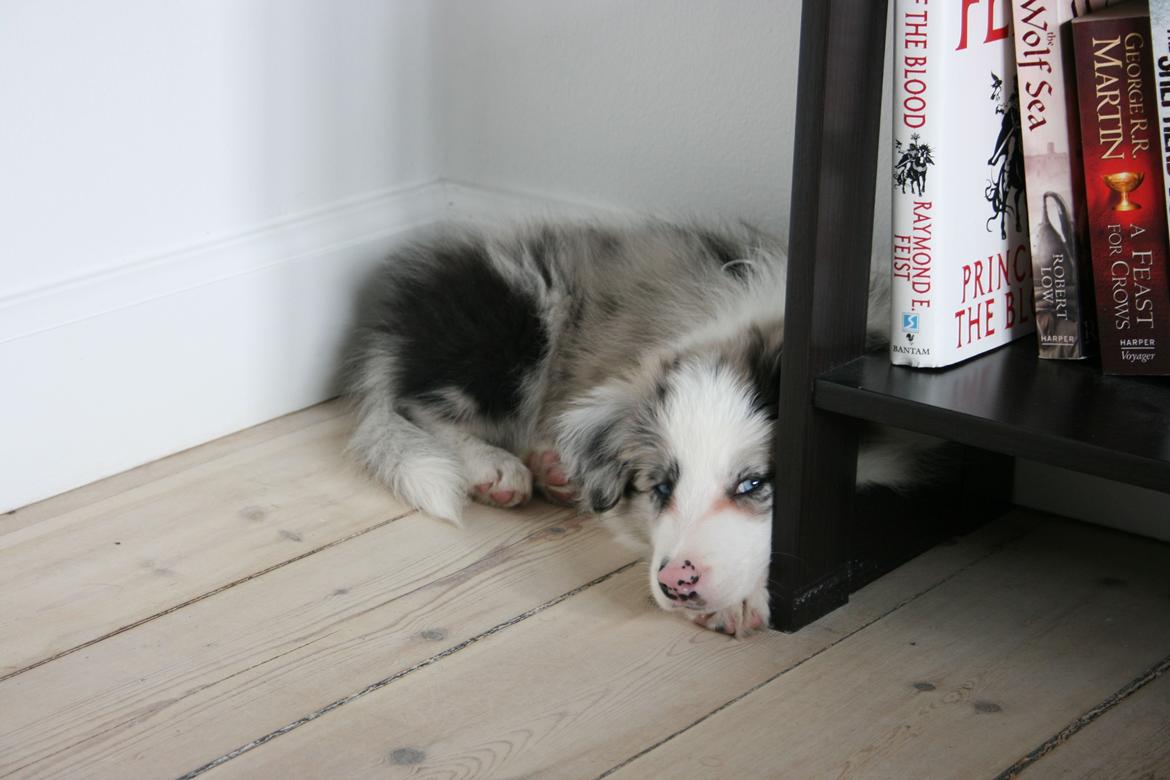 Border collie Kojimas Jitterbug Jinx billede 9