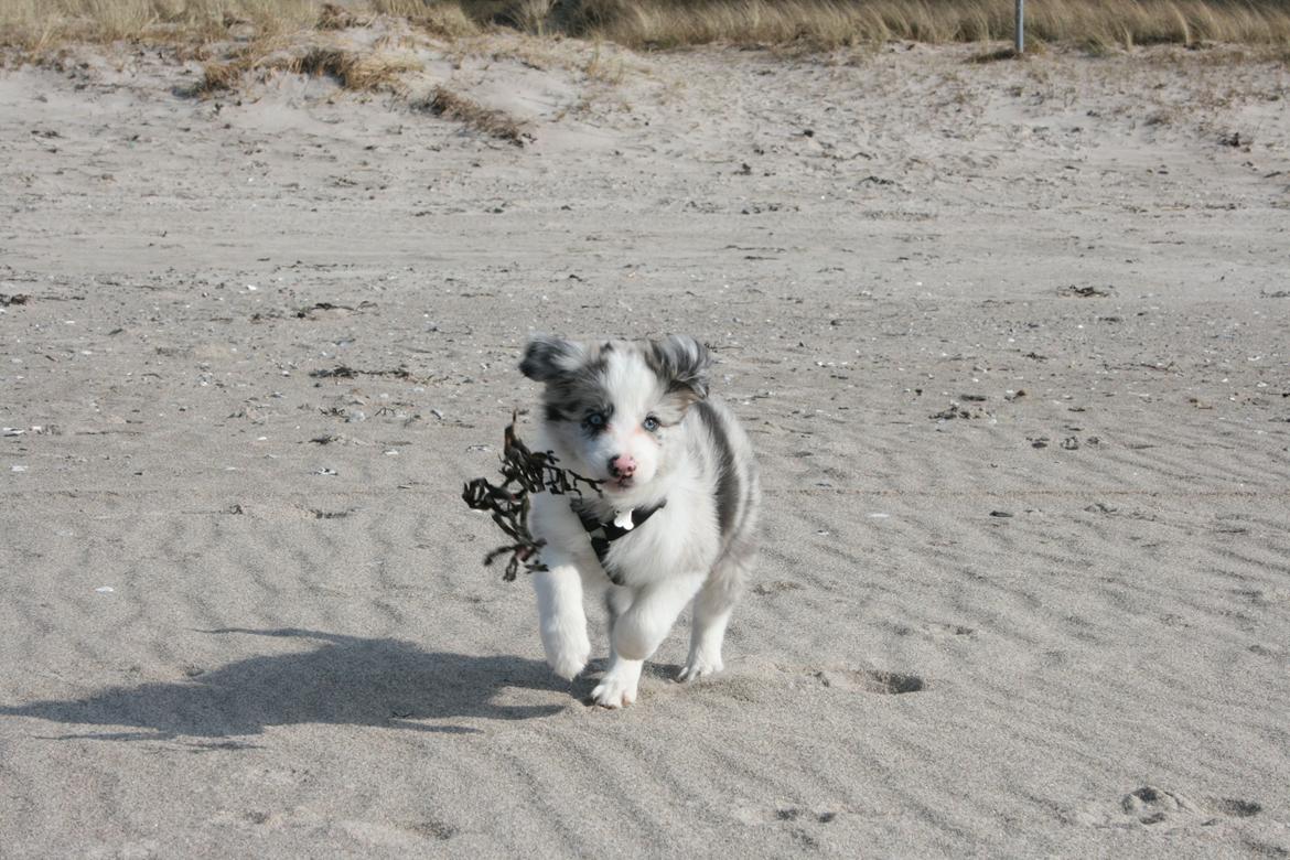 Border collie Kojimas Jitterbug Jinx billede 6