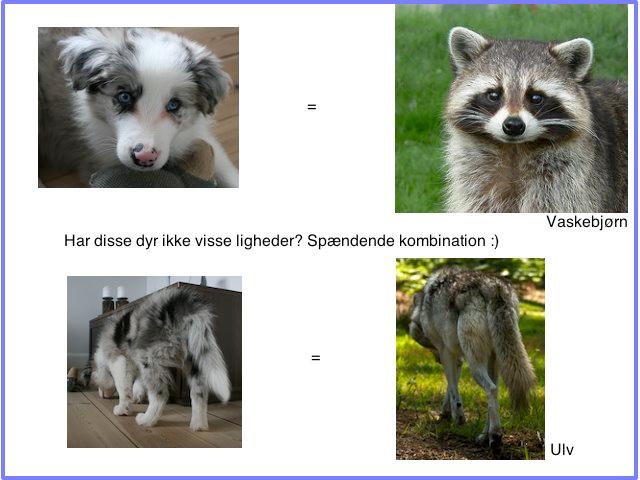 Border collie Kojimas Jitterbug Jinx - Dette siger alt om Jinx personlighed :D billede 11