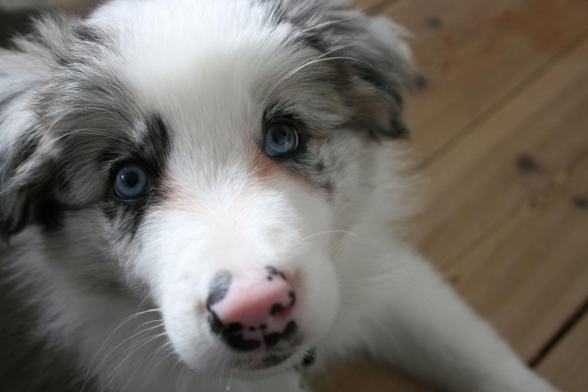 Border collie Kojimas Jitterbug Jinx billede 10