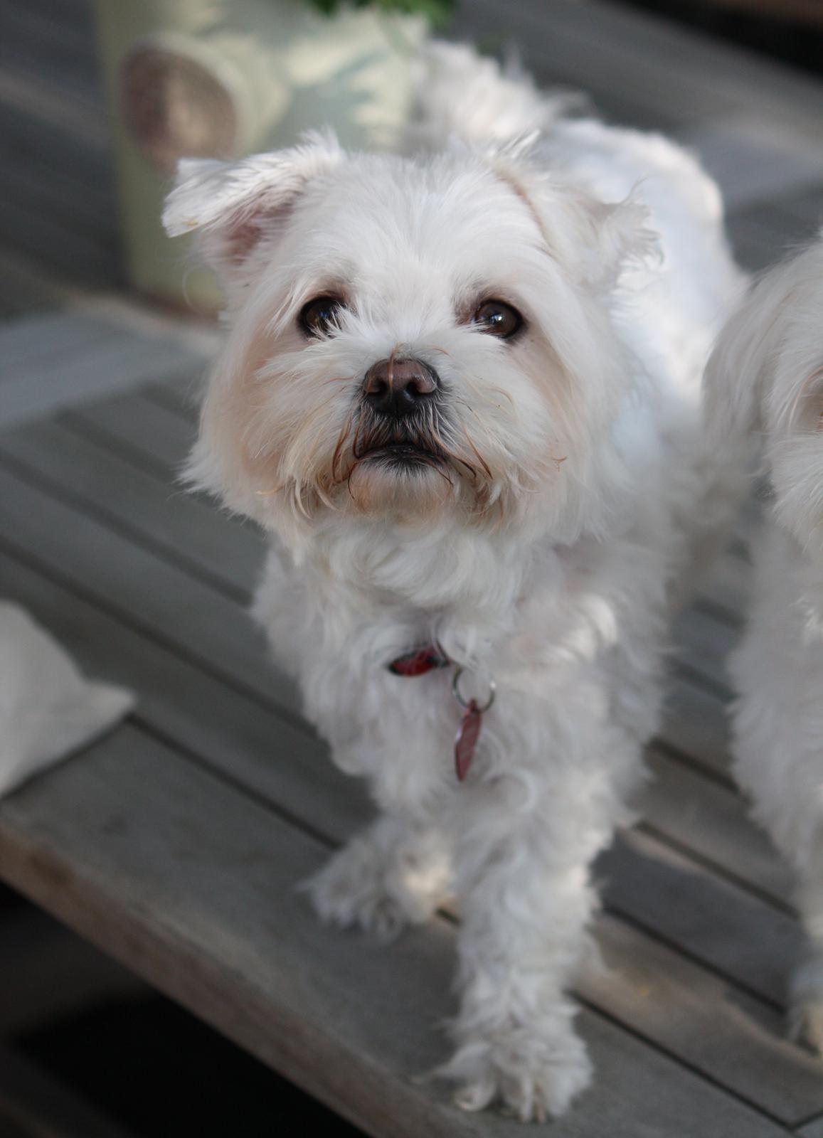 Malteser Carla billede 49