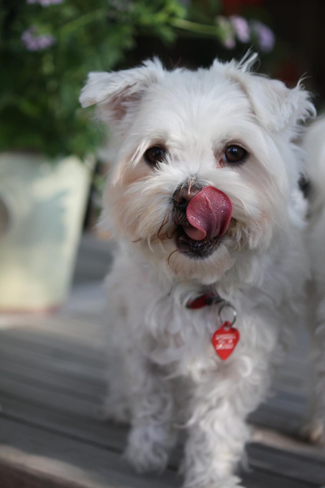 Malteser Carla billede 50