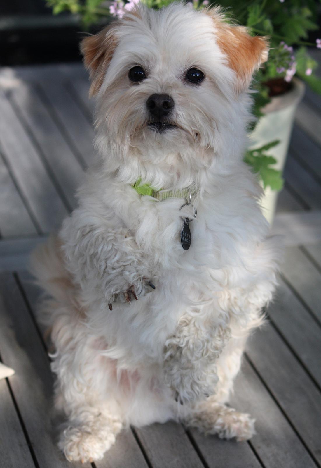 Blanding af racer Noah billede 6