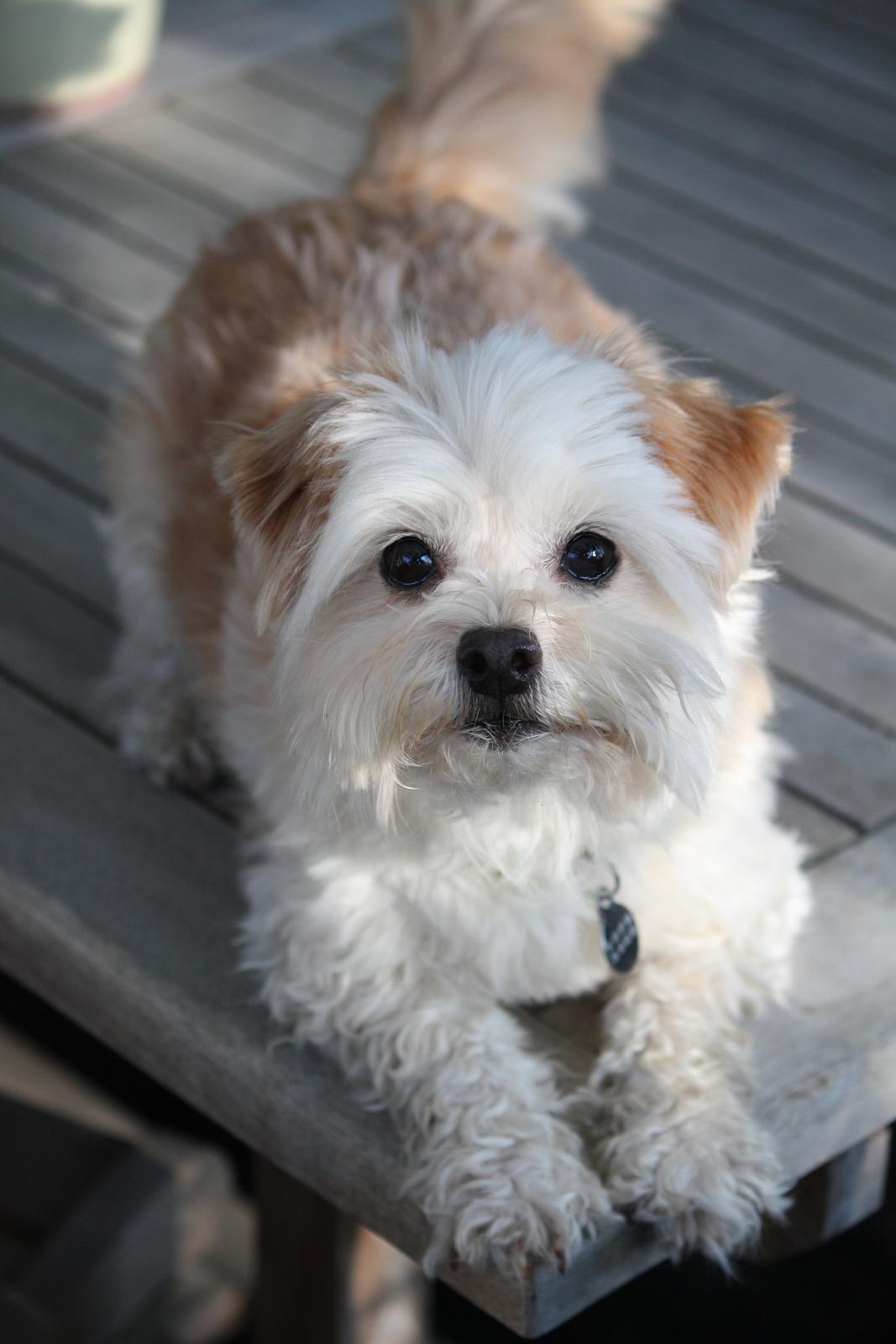 Blanding af racer Noah billede 5