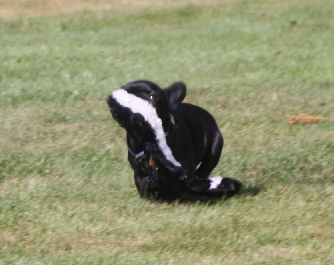 Fransk bulldog Muffi billede 12