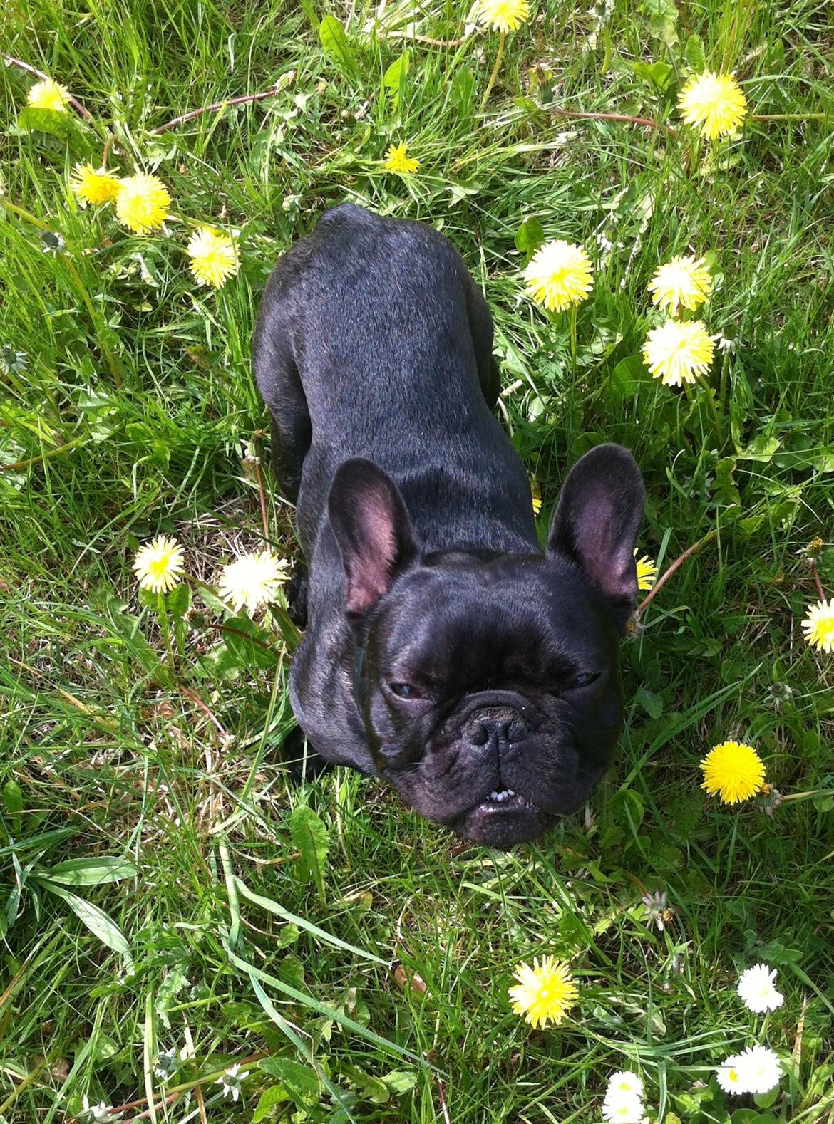 Fransk bulldog Muffi billede 8