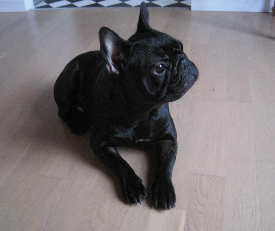 Fransk bulldog Muffi billede 10