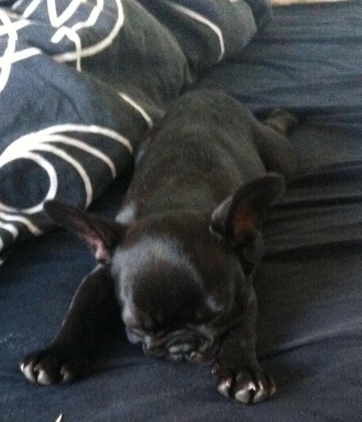 Fransk bulldog Muffi - En lille lur i sengen er også på sin plads :) billede 11