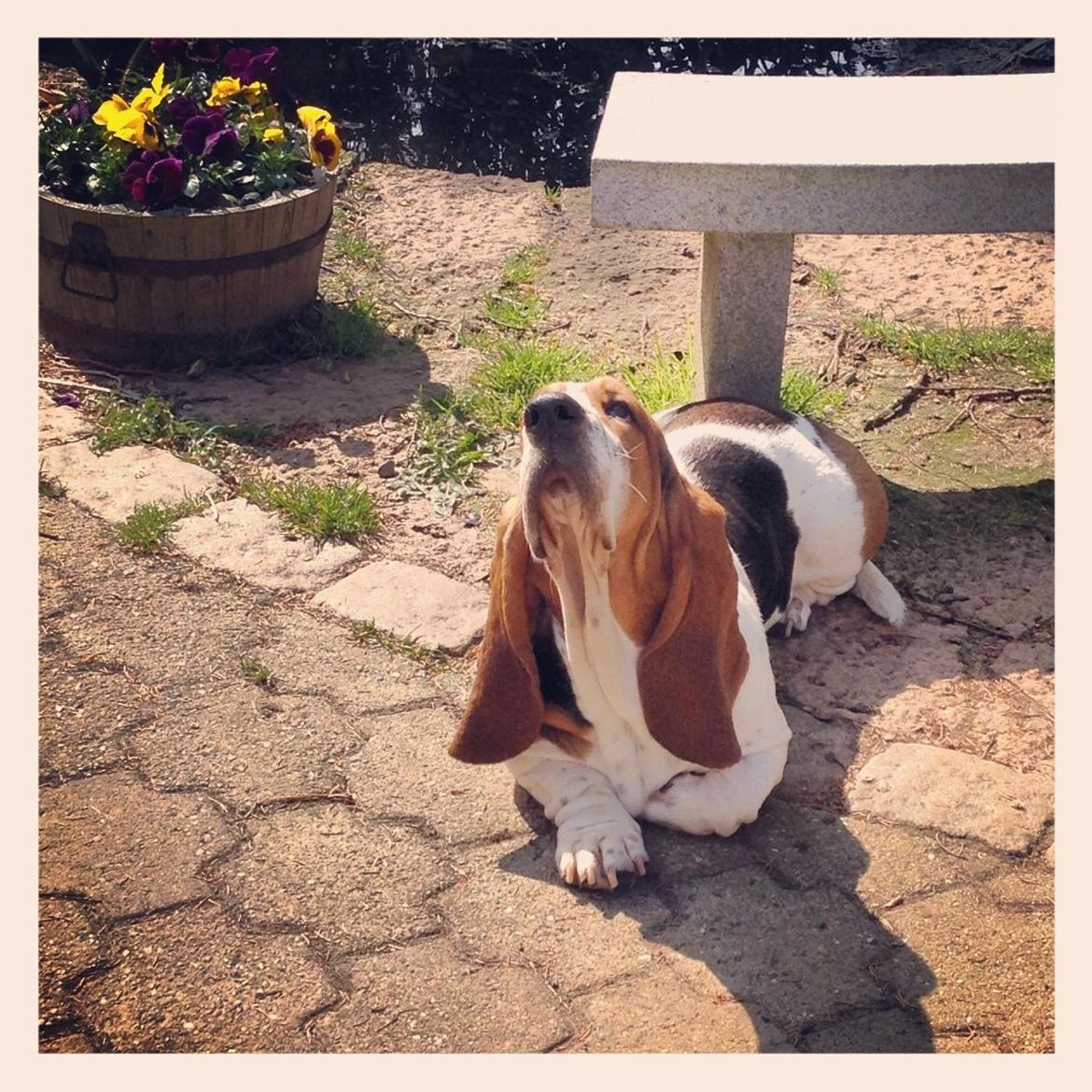 Basset hound Paddington - Duften af forår  billede 21