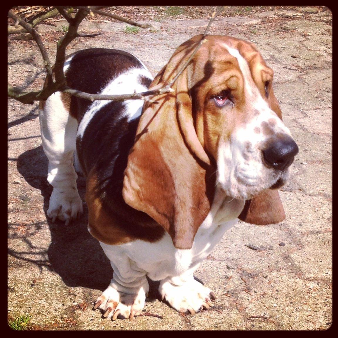 Basset hound Paddington - Model-kjeld.... Eller paddington ikke ;) billede 22