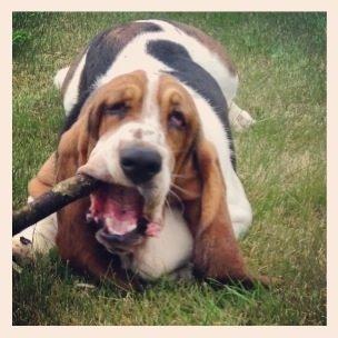 Basset hound Paddington - Badass Paddington  billede 23