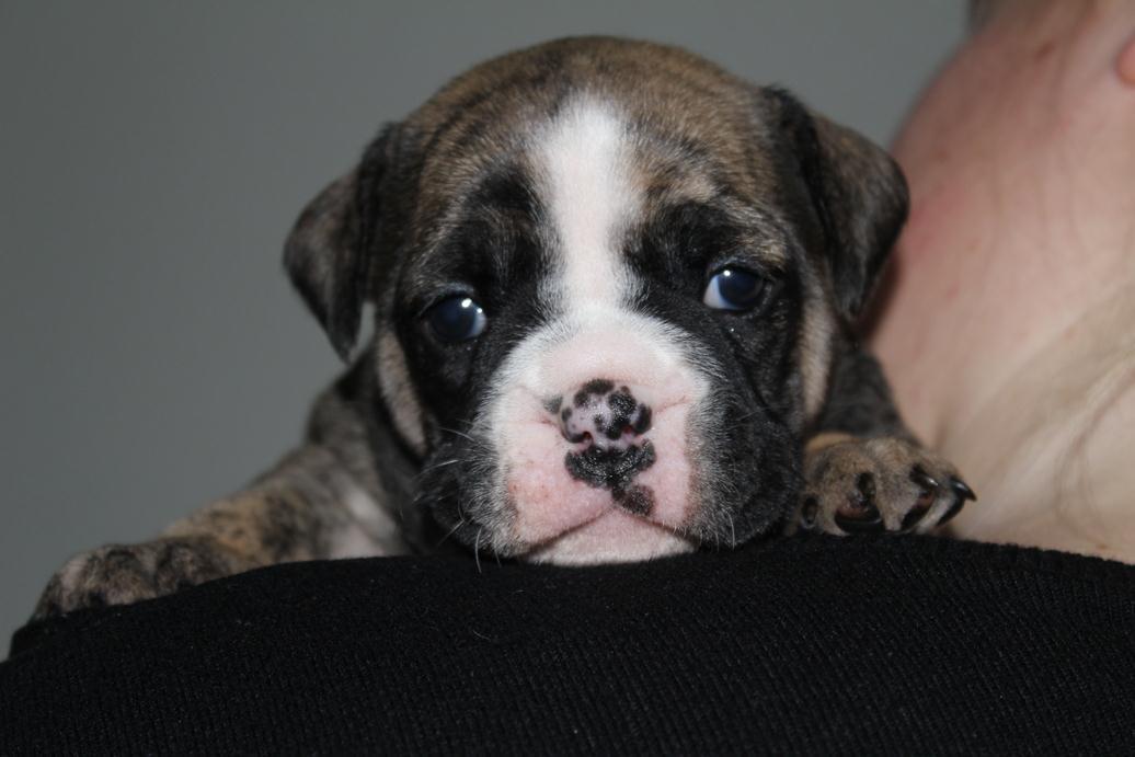 Olde english bulldogge BB Bulldogs Mocca billede 8