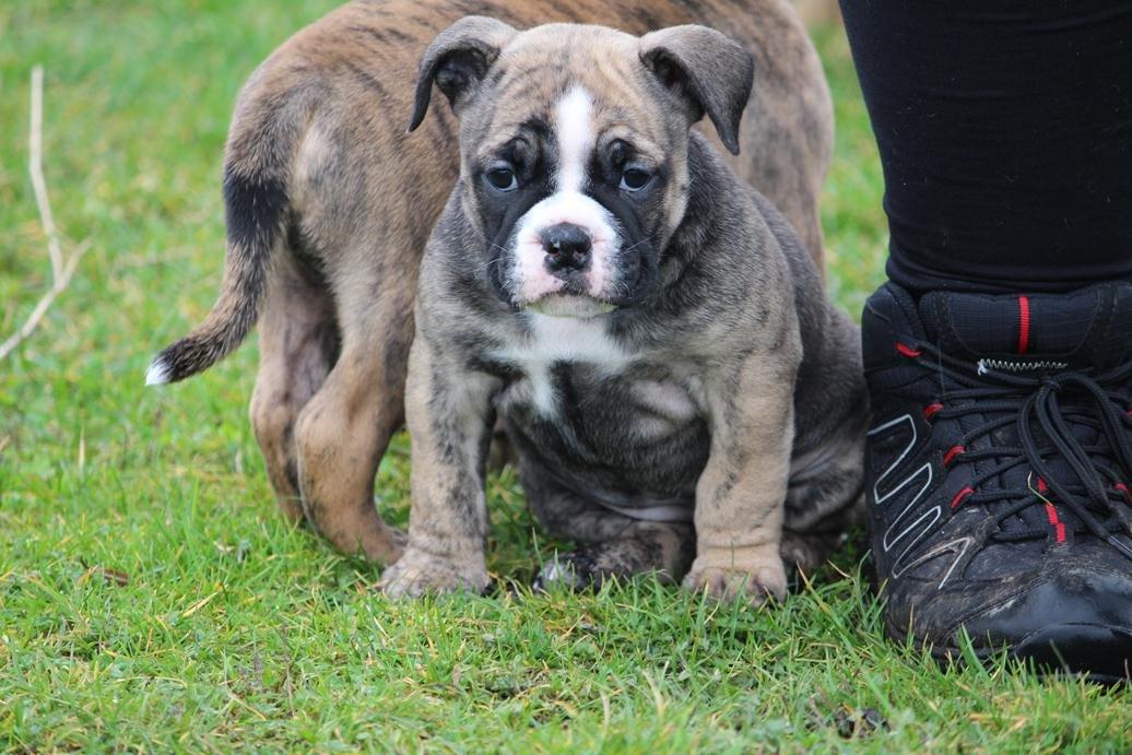 Olde english bulldogge BB Bulldogs Mocca billede 9