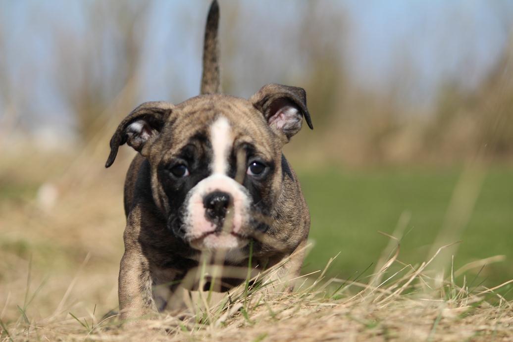 Olde english bulldogge BB Bulldogs Mocca billede 10