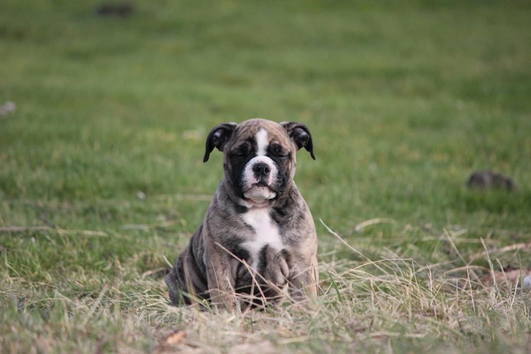 Olde english bulldogge BB Bulldogs Mocca billede 11