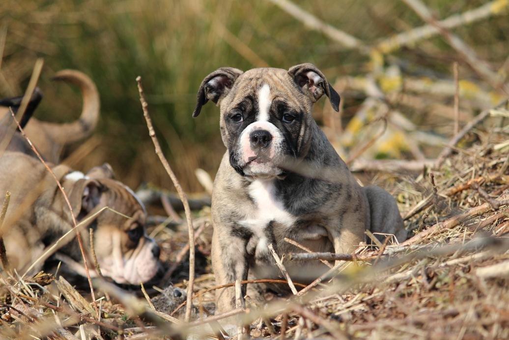 Olde english bulldogge BB Bulldogs Mocca billede 12