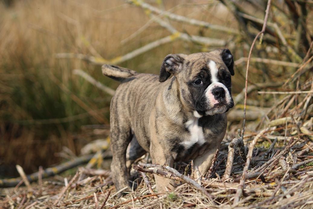 Olde english bulldogge BB Bulldogs Mocca billede 13