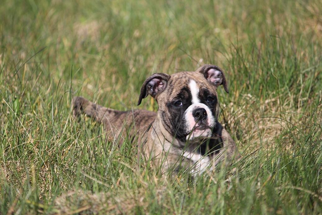 Olde english bulldogge BB Bulldogs Mocca billede 14