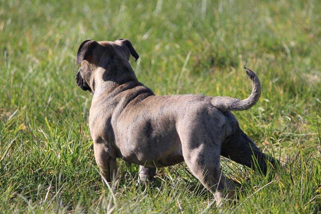Olde english bulldogge BB Bulldogs Mocca billede 15