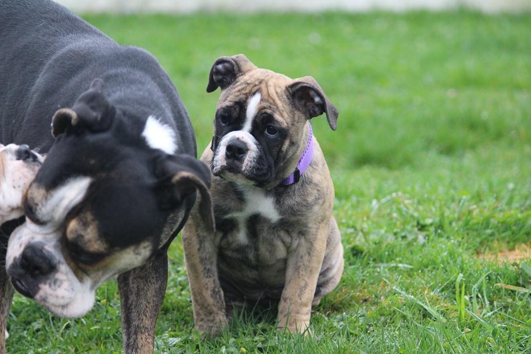 Olde english bulldogge BB Bulldogs Mocca - Mocca & mor billede 16