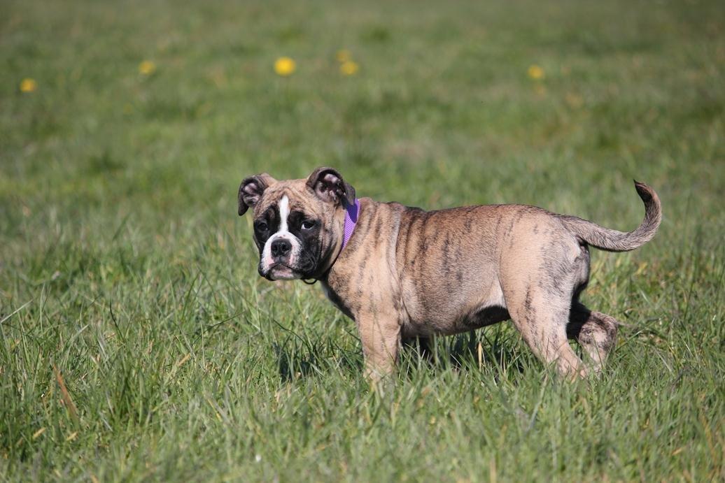 Olde english bulldogge BB Bulldogs Mocca billede 17