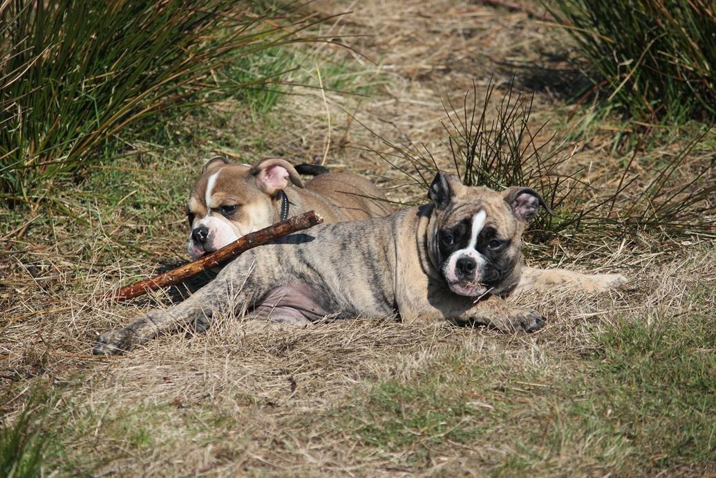Olde english bulldogge BB Bulldogs Mocca - Mocca og Diezel billede 19