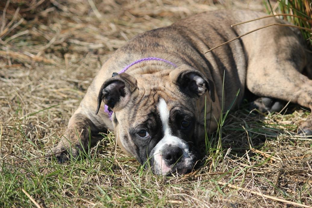 Olde english bulldogge BB Bulldogs Mocca - Mocca 14 uger billede 7