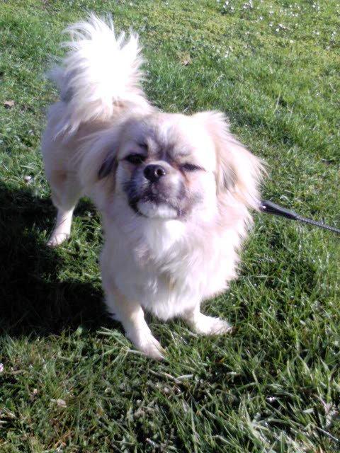 Tibetansk spaniel Gudrun  ("Sarchris Dina"- DKK stambog: billede 5