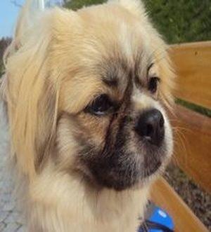 Tibetansk spaniel Gudrun  ("Sarchris Dina"- DKK stambog: billede 9
