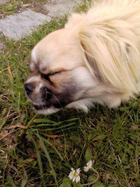 Tibetansk spaniel Gudrun  ("Sarchris Dina"- DKK stambog: billede 10