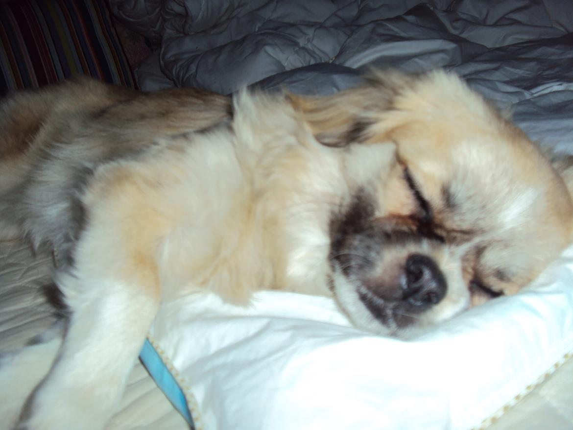 Tibetansk spaniel Gudrun  ("Sarchris Dina"- DKK stambog: billede 12