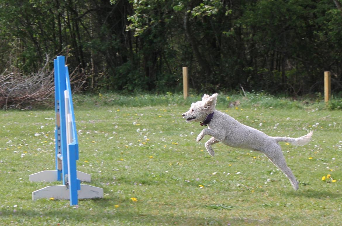 Mellempuddel Karis billede 2