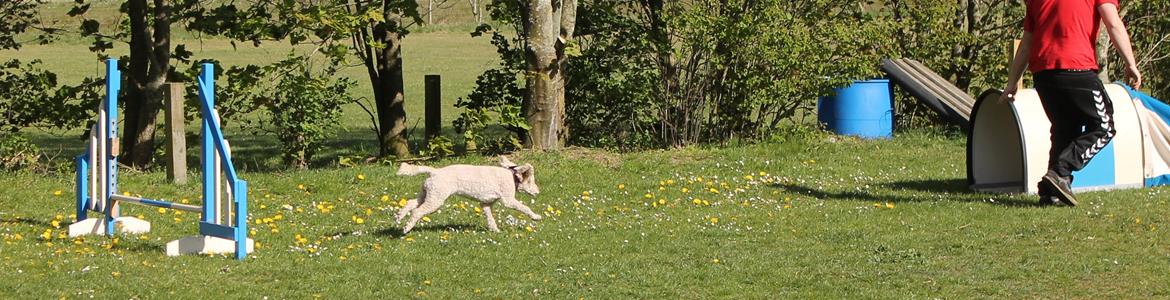 Mellempuddel Karis billede 22