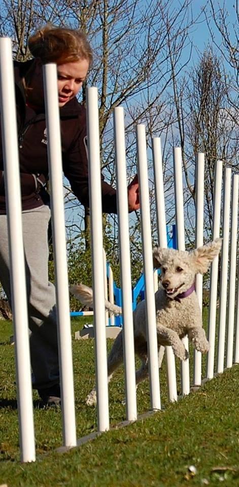 Mellempuddel Karis billede 5