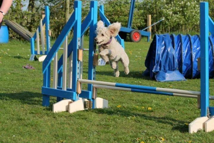 Mellempuddel Karis billede 1