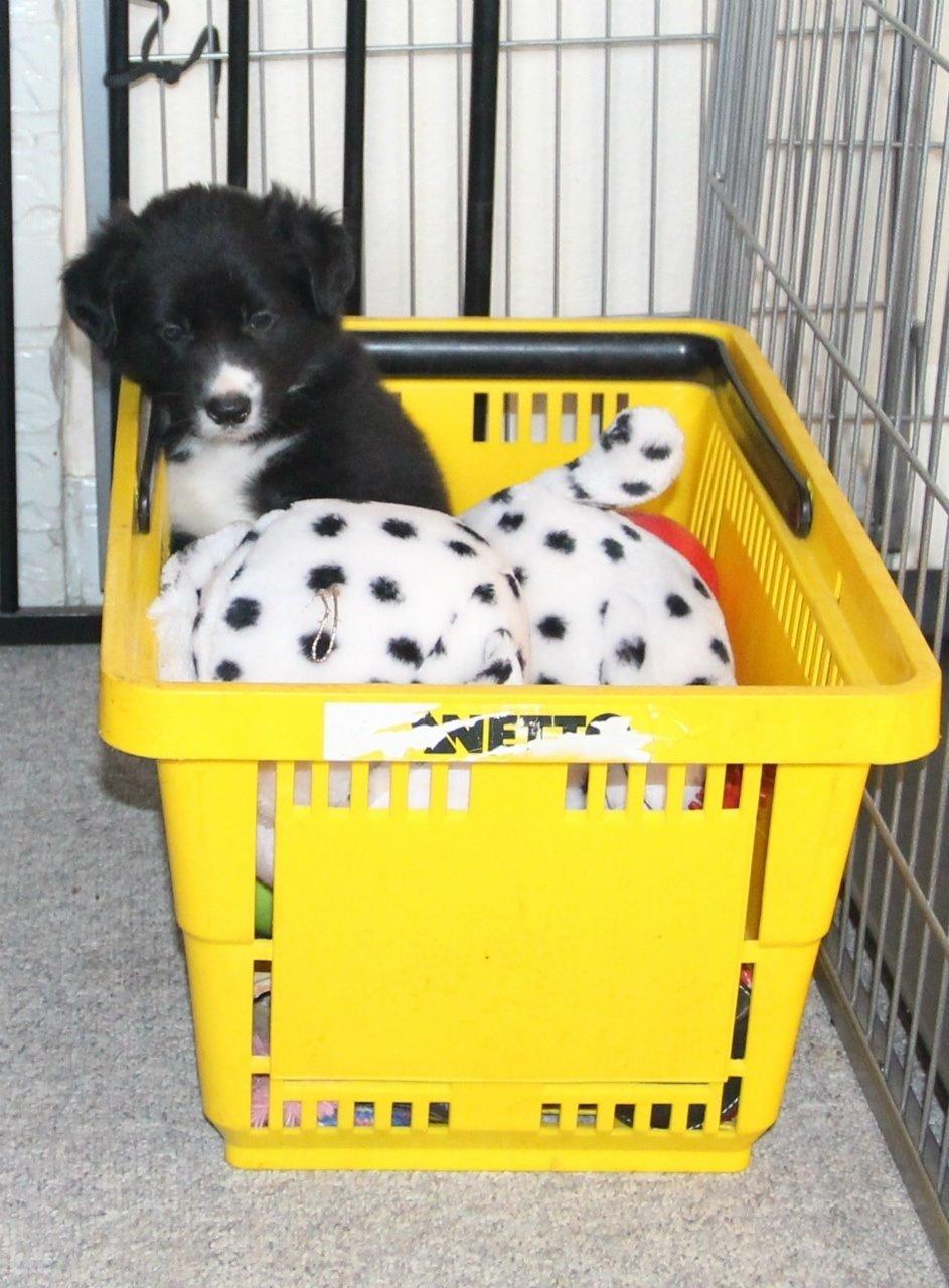 Border collie Panda - Panda og hendes elskede bamse billede 12
