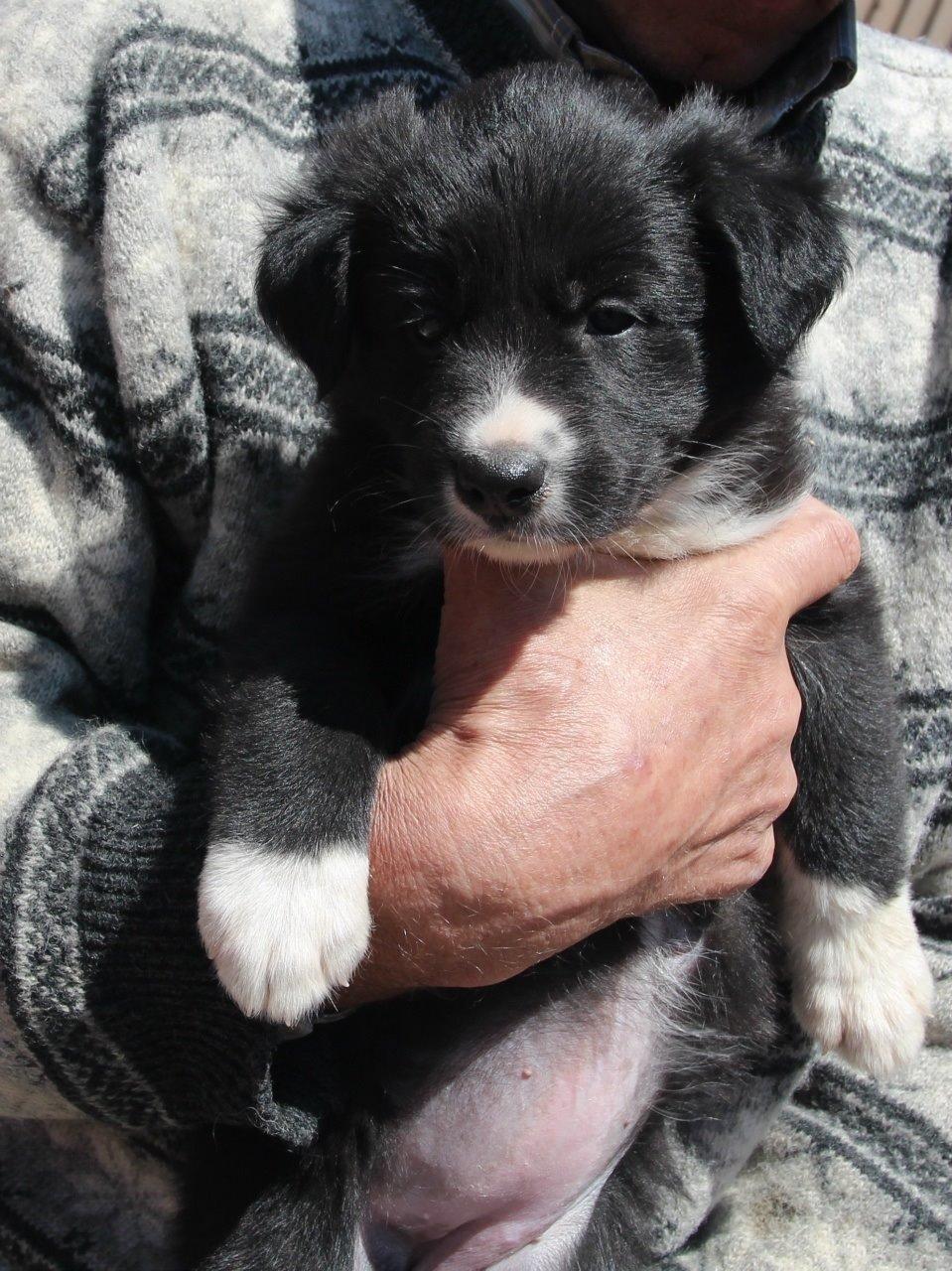 Border collie Panda - Panda 5 uger billede 17