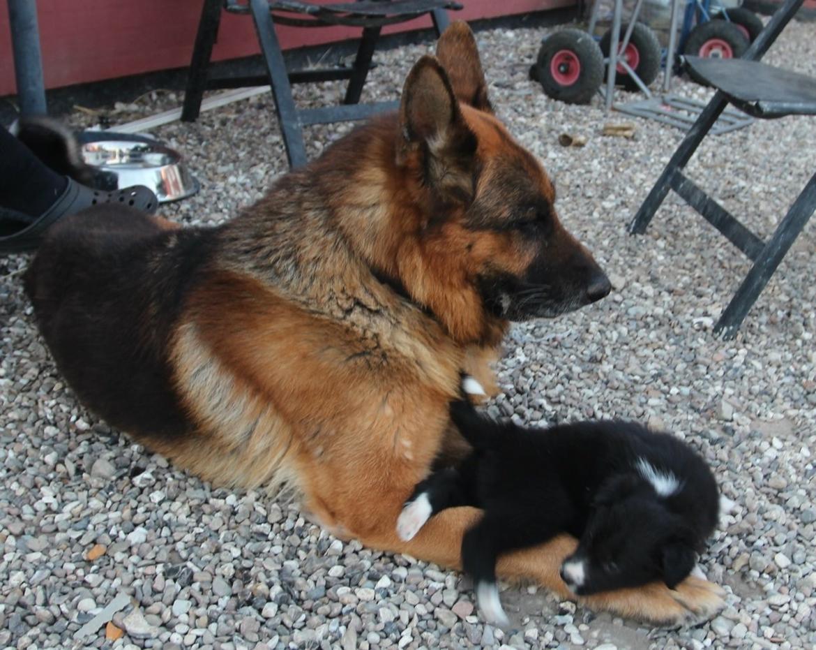 Border collie Panda - Panda ligger lige og putter ved opdrætter shcæfer han Danto som er 10 år billede 14