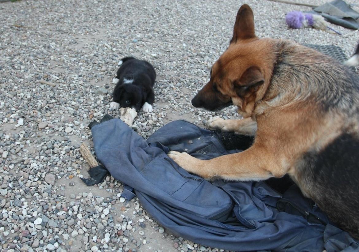 Border collie Panda - Hej Holly, det kan godt være du er alfa Tæve, men nu tager jeg lige dit ben :P billede 16